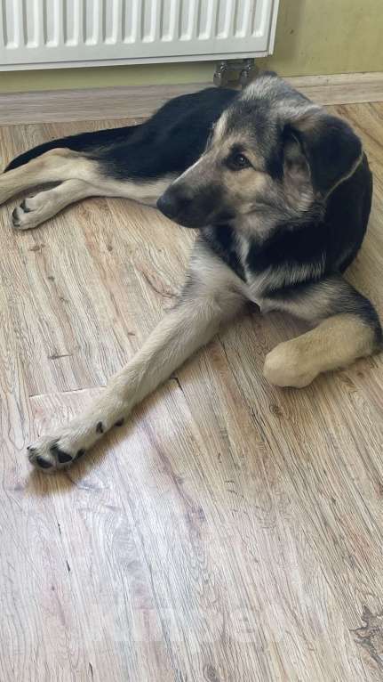 Собаки в Красногорске: Девочка Кайла  5 месяцев ищет любящих хозяев.  Девочка, Бесплатно - фото 2