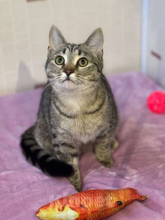 Кошки в Москве: котенлк Виталина ищет дом Девочка, Бесплатно - фото 5