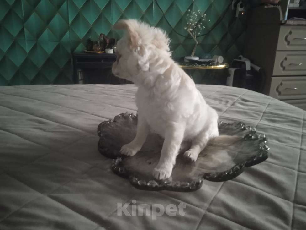 Собаки в Санкт-Петербурге: Чихуахуа девочка мелкий стандарт Девочка, 22 000 руб. - фото 5