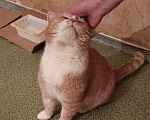 Кошки в Москве: Солнечный котик в добрые руки  Мальчик, Бесплатно - фото 2