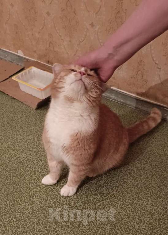 Кошки в Москве: Солнечный котик в добрые руки  Мальчик, Бесплатно - фото 2