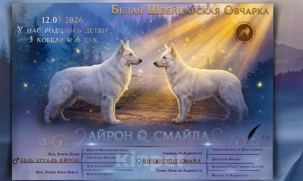 Собаки в Москве: Щенки бшо Разнополые, 90 000 руб. - фото 7