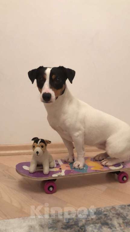 Собаки в Москве: Джек рассел терьер Тори в добрые руки Девочка, Бесплатно - фото 3