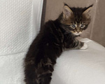 Кошки в Новосибирске: Шикарный кот Мальчик, 50 000 руб. - фото 4