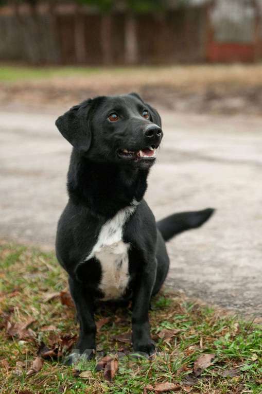 Собаки в Москве: Записка, дерево и брошенная такса — история Найды Девочка, Бесплатно - фото 5