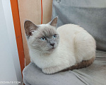 Кошки в Королеве: Отдам в добрые руки кошку Девочка, Бесплатно - фото 1