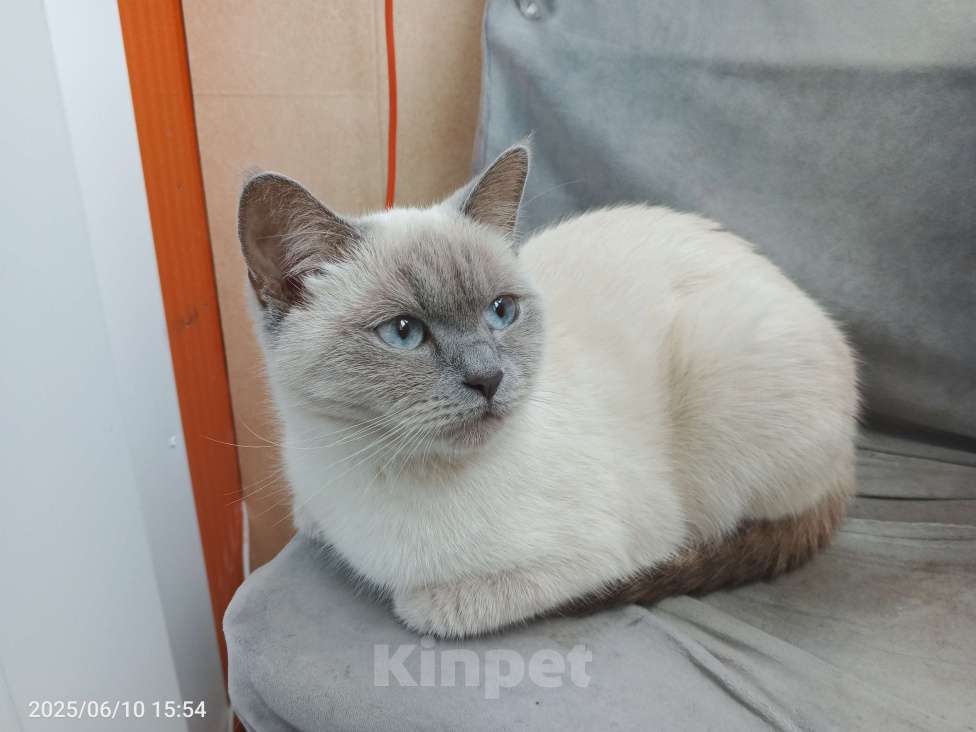 Кошки в Королеве: Отдам в добрые руки кошку Девочка, Бесплатно - фото 1