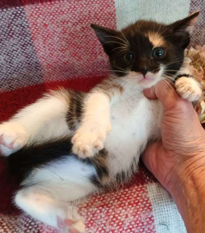 Кошки в Москве: Трехцветный котенок в дар Девочка, Бесплатно - фото 2