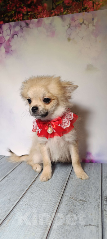 Собаки в Москве: Курносая красотка Девочка, 25 000 руб. - фото 2