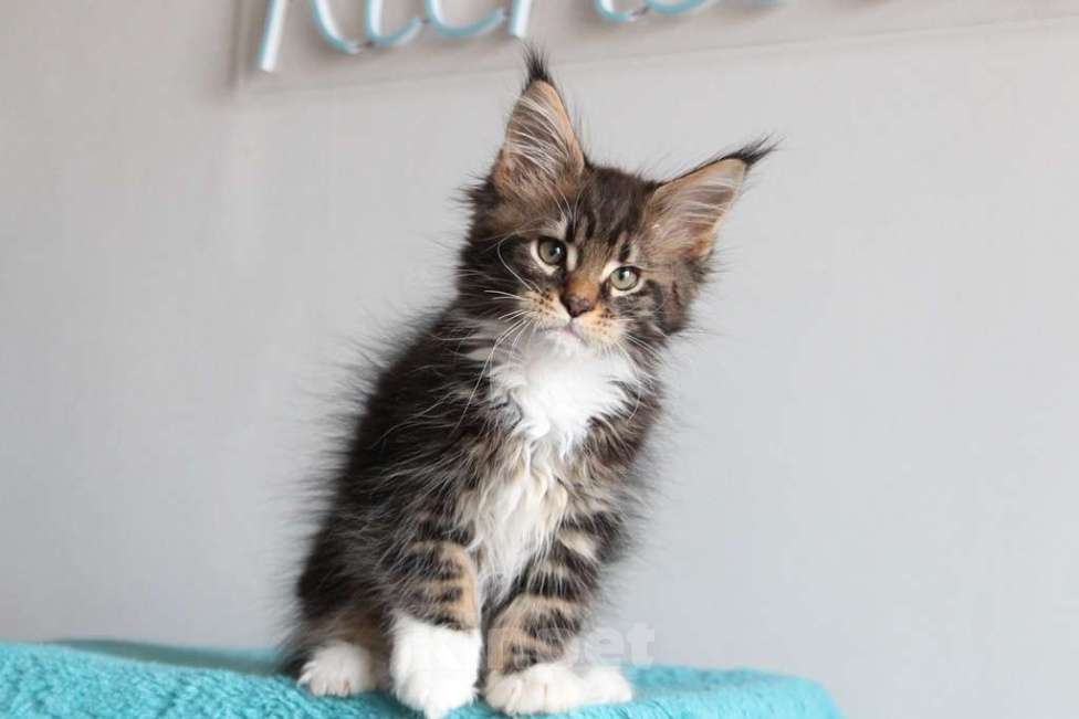 Кошки в Екатеринбурге: Котенок мейнкун из питомника РИЧКУН Мальчик, 45 000 руб. - фото 10