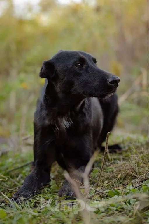 Собаки в Москве: Чудесный Лорд ищет свою семью Мальчик, Бесплатно - фото 4