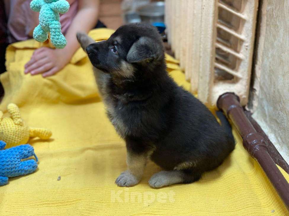Собаки в Щелково: Щенок восточноевропейской овчарки Девочка, 57 000 руб. - фото 4