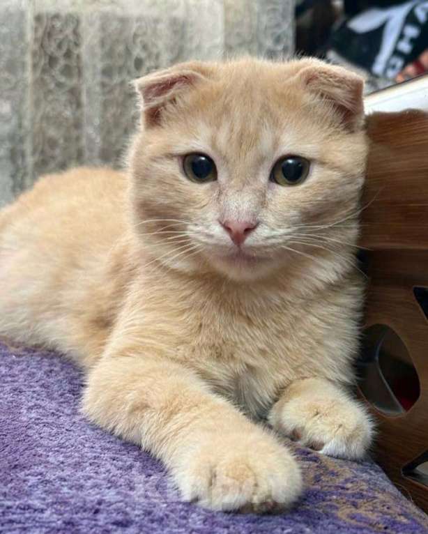 Кошки в Москве: Хома ищет дом  Мальчик, Бесплатно - фото 1