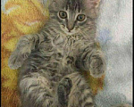 Кошки в Кузнецке-8: Котики и кошечка 3 месяца, Бесплатно - фото 3