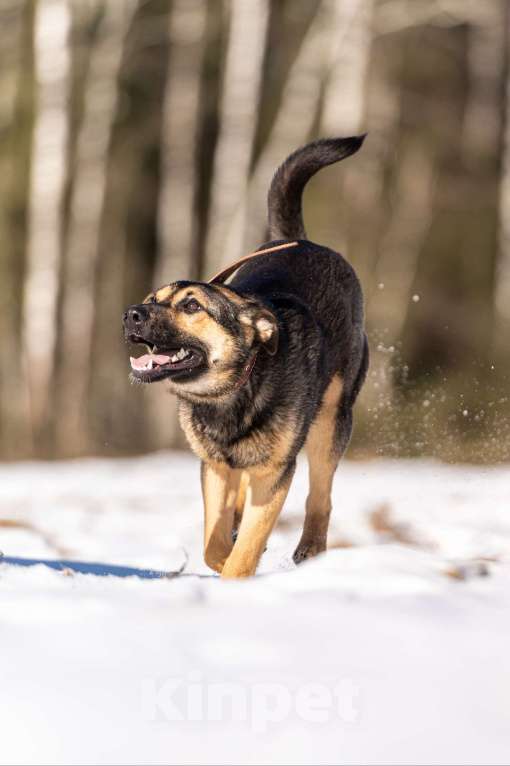 Собаки в Клине: Доня — собачка с добрым нравом Девочка, Бесплатно - фото 2