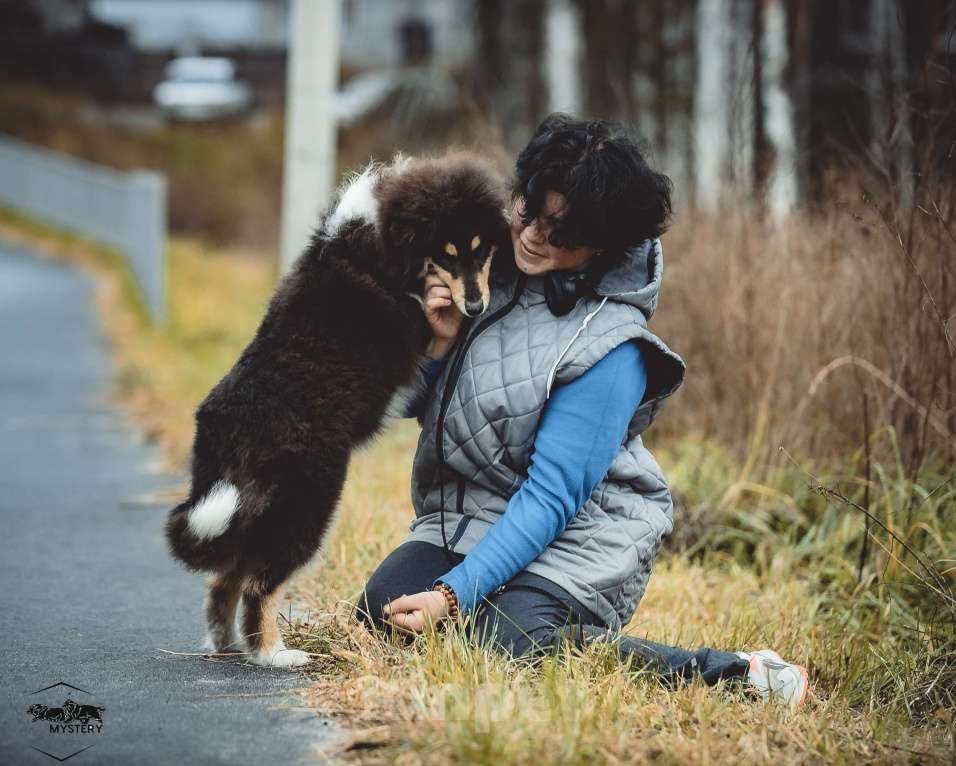 Собаки в других городах Свердловской области: Колли Адмирацион Мальчик, 70 000 руб. - фото 5