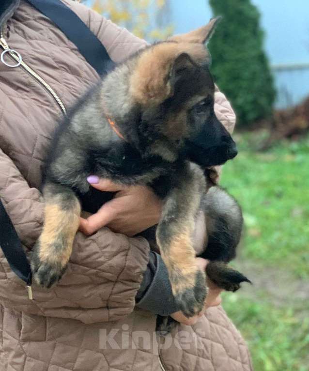 Собаки в других городах Ленинградской области: Щенки Немецкой овчарки Мальчик, 30 000 руб. - фото 1