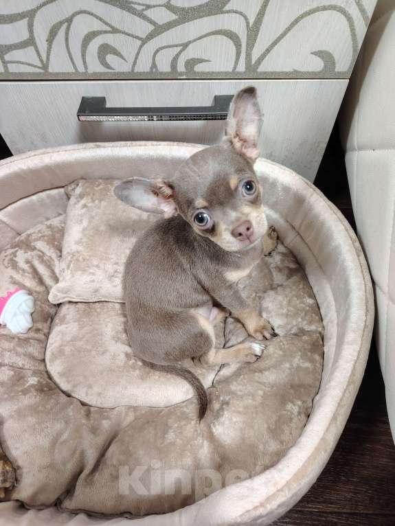 Собаки в Мичуринске: Продам мини чихуахуа  Мальчик, 50 000 руб. - фото 2