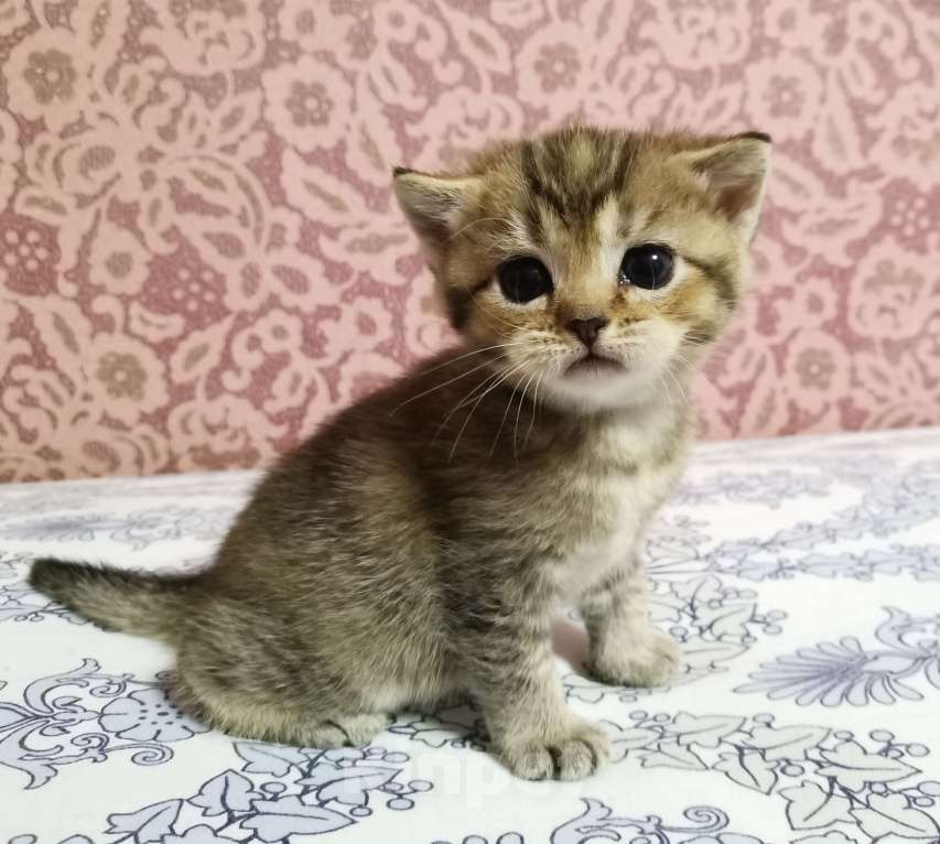 Кошки в Москве: Шотландские котята  Девочка, 12 000 руб. - фото 2