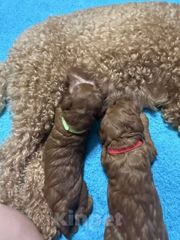 Собаки в других городах Тульской области:  Прекрасные Мальчики той - пудели  рыжего цвета  Мальчик, 50 000 руб. - фото 7