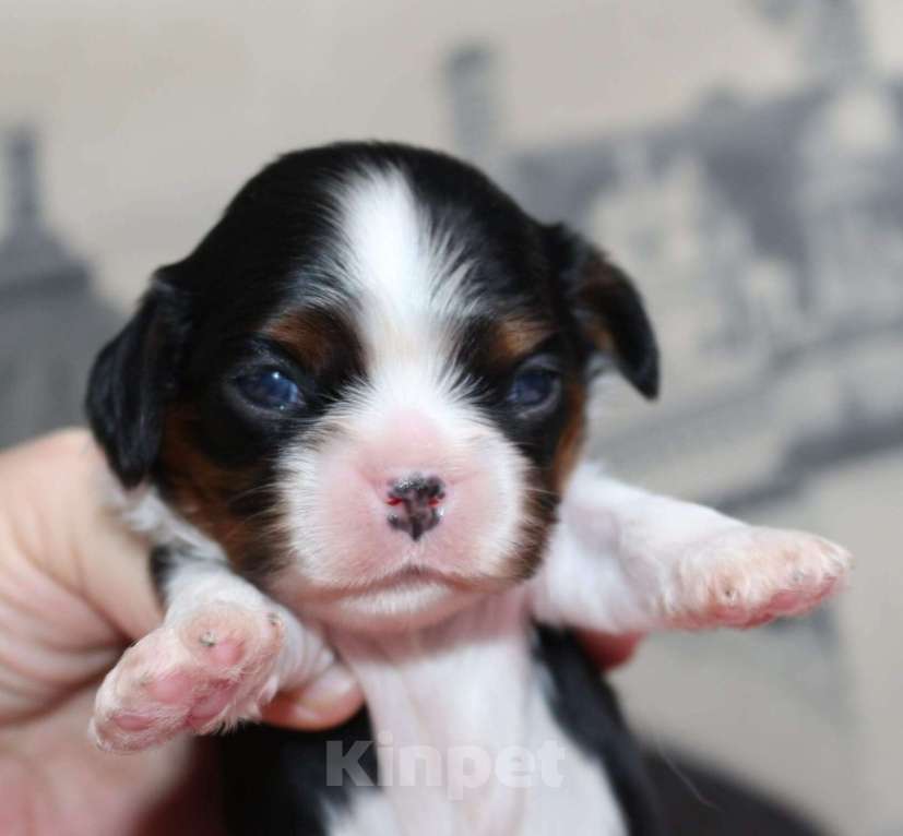 Собаки в Москве: Кавалер кинг чарльз спаниель триколор Девочка, 100 000 руб. - фото 4