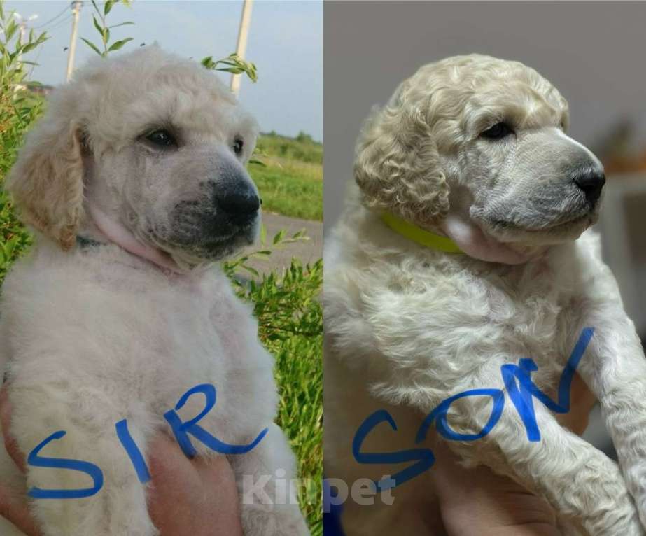 Собаки в других городах Московской области: Стандартный пудель-Щенки Мальчик, Бесплатно - фото 4