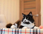 Кошки в Москве: Милан, кот - терапевт Мальчик, 100 руб. - фото 5