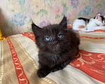 Кошки в других городах Калининградской области: Котик Мальчик, Бесплатно - фото 2