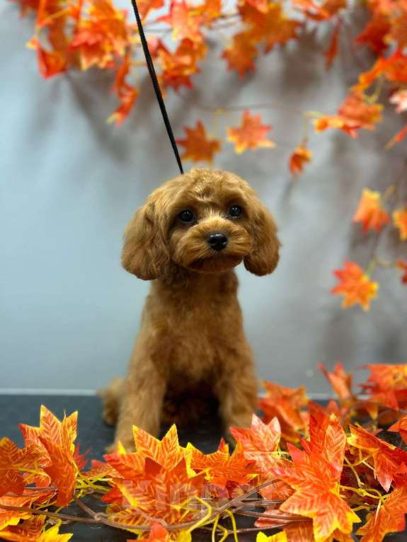 Собаки в Раменском: Мальтипу Девочка, Бесплатно - фото 2