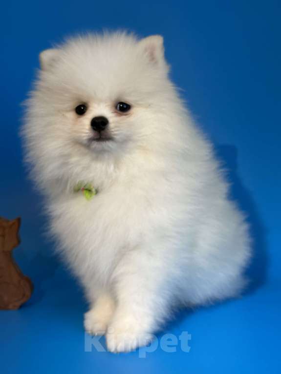 Собаки в Москве: Померанский шпиц, щенок Мальчик, 65 000 руб. - фото 5