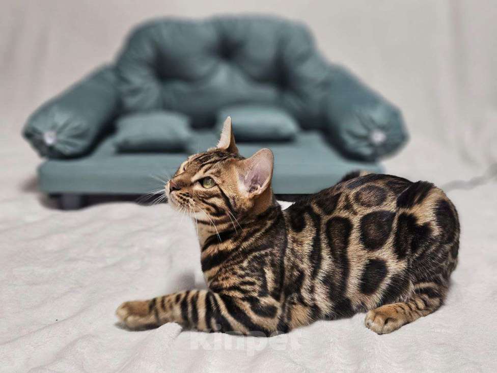 Кошки в Москве: Бенгальский котёнок Марсель Мальчик, 25 000 руб. - фото 3