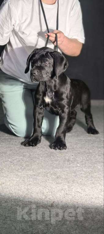 Собаки в Москве: Щенки Кане карсо Мальчик, 60 000 руб. - фото 3