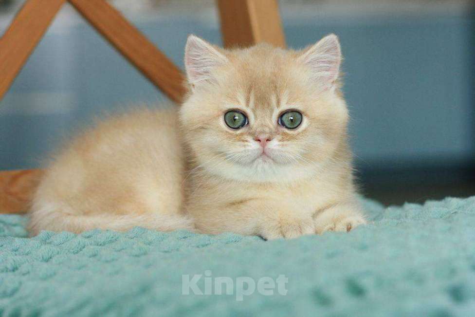 Кошки в Москве: Британский мальчик Ксеон Мальчик, 120 000 руб. - фото 4