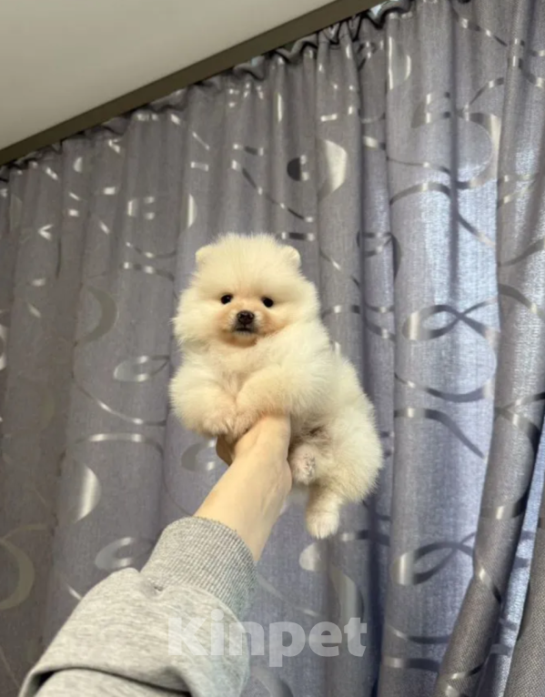 Собаки в Москве: Мальчик Мальчик, 25 000 руб. - фото 1