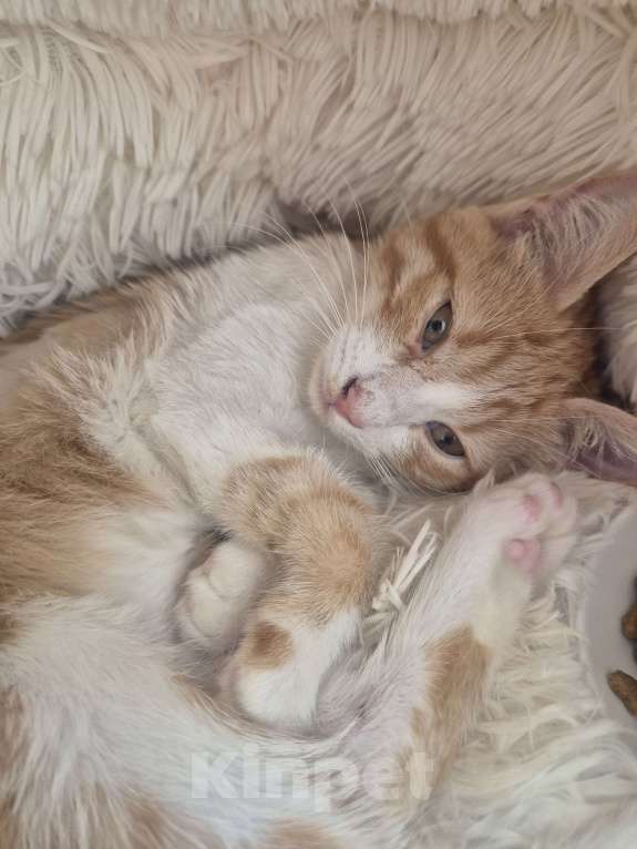 Кошки в Ростове-на-Дону: Ищем хорошие руки мальчику Мальчик, Бесплатно - фото 3