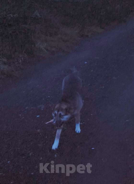 Собаки в Калининграде: Убежала собака((( Девочка, Бесплатно - фото 1