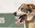 Собаки в Москве: Сэм: хотел был азиатом, но не получилось))) Мальчик, Бесплатно - фото 5