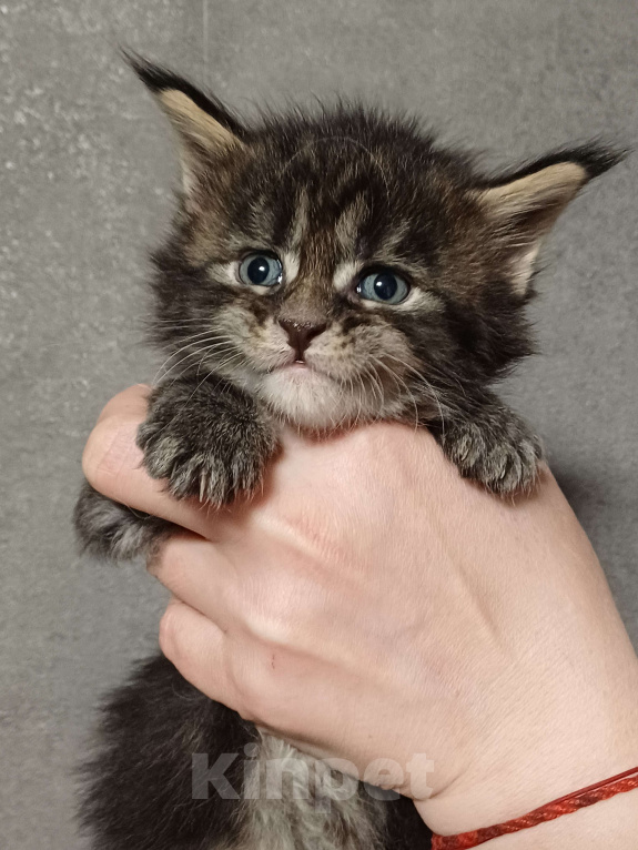 Кошки в Йошкаре-Оле: Шикарные котята Мейн-Кун Мальчик, 10 000 руб. - фото 2
