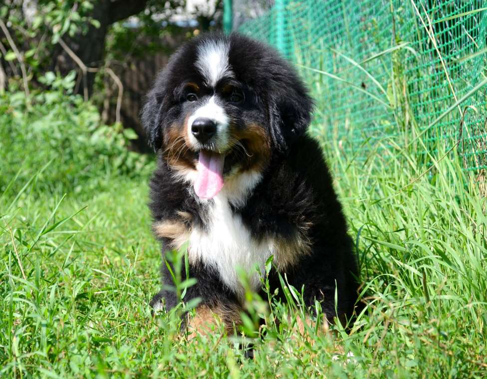 Собаки в Москве: Мальчик Бернского зенненхунда  Мальчик, 80 000 руб. - фото 4