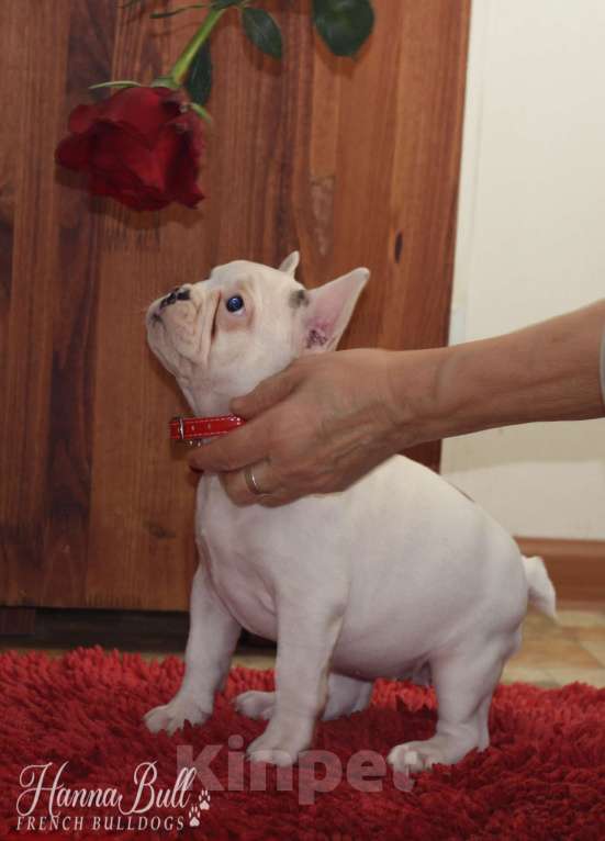 Собаки в Москве: Щенок французского бульдога с документами РКФ Девочка, 74 000 руб. - фото 3