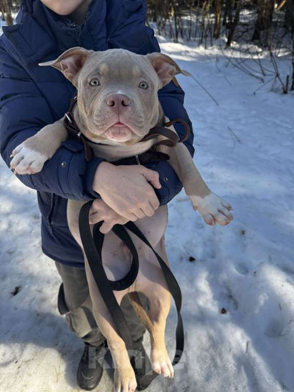 Собаки в Москве: Лиловый триколор Мальчик, 100 000 руб. - фото 3