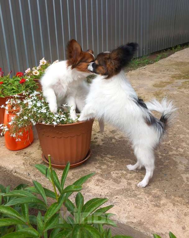 Собаки в Оренбурге: Чистокровные щенки породы Папийон Мальчик, 50 000 руб. - фото 3