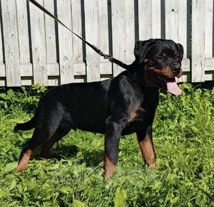 Собаки в Санкт-Петербурге: щенки ротвейлера Мальчик, 80 000 руб. - фото 3