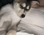 Собаки в Краснодаре: Продаю хаски щенок Девочка, 30 000 руб. - фото 1
