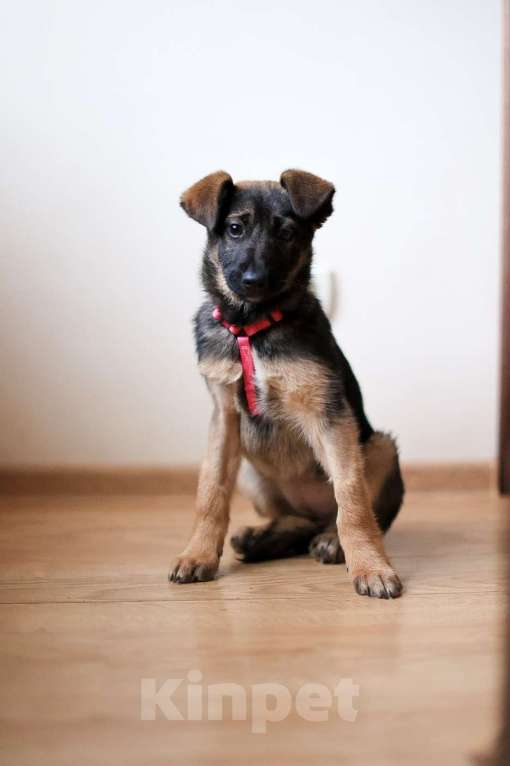 Собаки в Красногорске: Маленькая Николь 3,5 месяца в ищет дом  Девочка, Бесплатно - фото 2