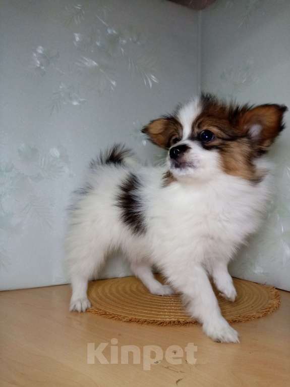 Собаки в Москве: Малыш папийон  Мальчик, Бесплатно - фото 2