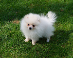 Собаки в Москве: Белый   мини мальчик- померанский шпиц Мальчик, 35 000 руб. - фото 4