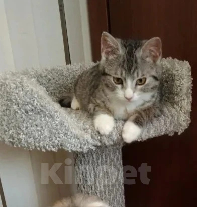 Кошки в Москве: Малышка Венди ищет дом Девочка, Бесплатно - фото 1