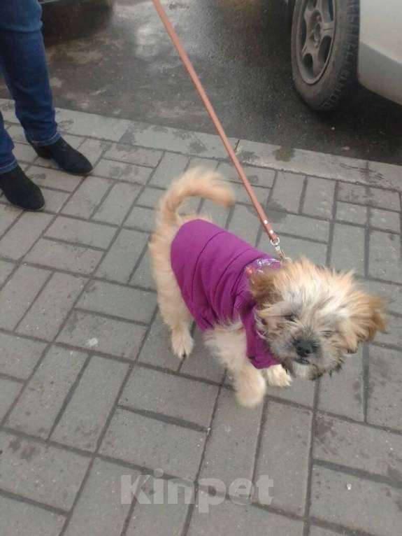 Собаки в Азове: Потерялась собака Мальчик, 1 руб. - фото 1