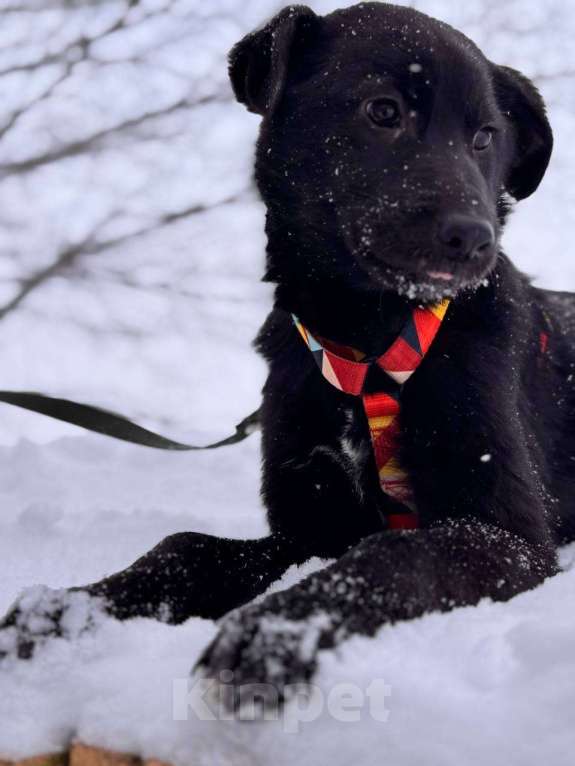 Собаки в Уфе: Щенок Мальчик, 300 руб. - фото 3